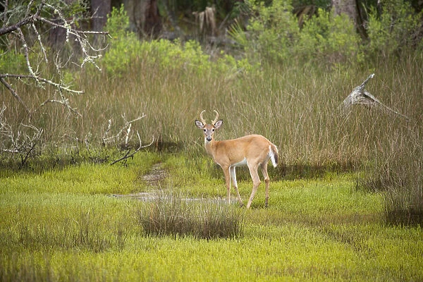 USA, Georgia, Savannah. Young buck walking along hardwood forest and salt marsh
