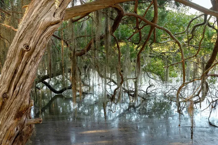 Framed Print : USA, Georgia. Spanish moss hanging from a tree bent over a marsh Framed Print : USA, Georgia. Spanish moss hanging from a tree bent over a marsh