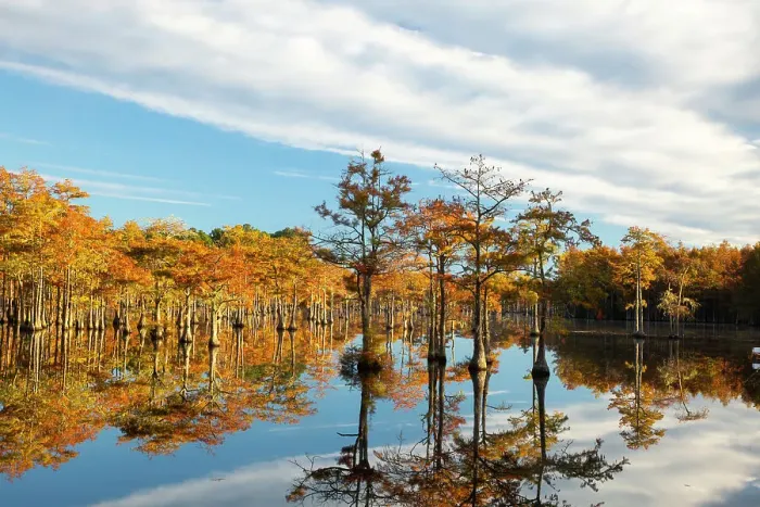Framed Print : USA, Georgia, Twin City. Cypress trees in morning light in the fall Framed Print : USA, Georgia, Twin City. Cypress trees in morning light in the fall