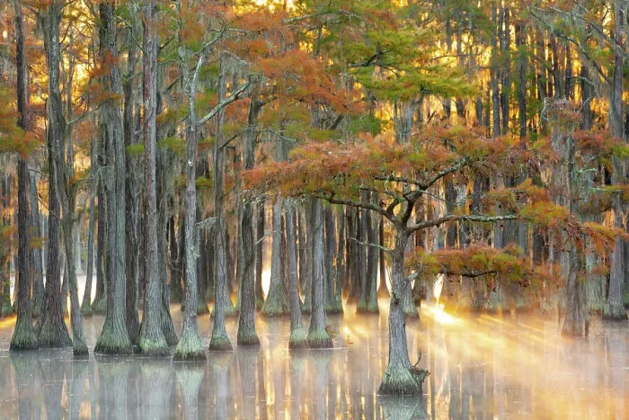 Framed Print : USA, Georgia, Twin City. Fall cypress tress in the fog at sunrise Framed Print : USA, Georgia, Twin City. Fall cypress tress in the fog at sunrise