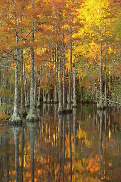 Framed Print : USA, Georgia, Twin City. Fall cypress tress in the morning light Framed Print : USA, Georgia, Twin City. Fall cypress tress in the morning light
