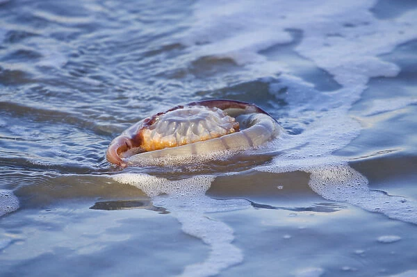 USA; Georgia; Tybee Island; Jelly fish along the shore