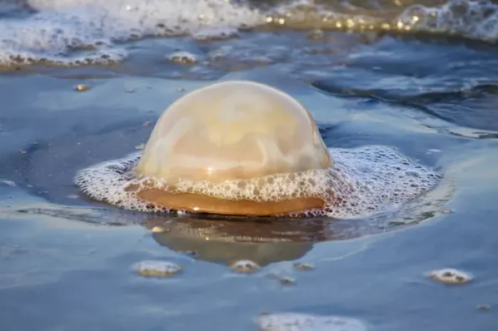 Framed Print : USA; Georgia; Tybee Island; Jelly fish along the shore Framed Print : USA; Georgia; Tybee Island; Jelly fish along the shore