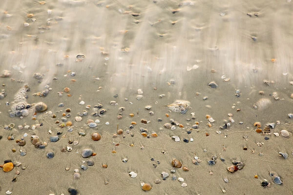 USA, Georgia, Tybee Island. Small shells washed up along shore line