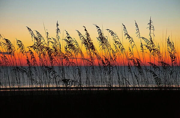 USA, Georgia, Tybee Island. Sunrise with silhouetted beach grass