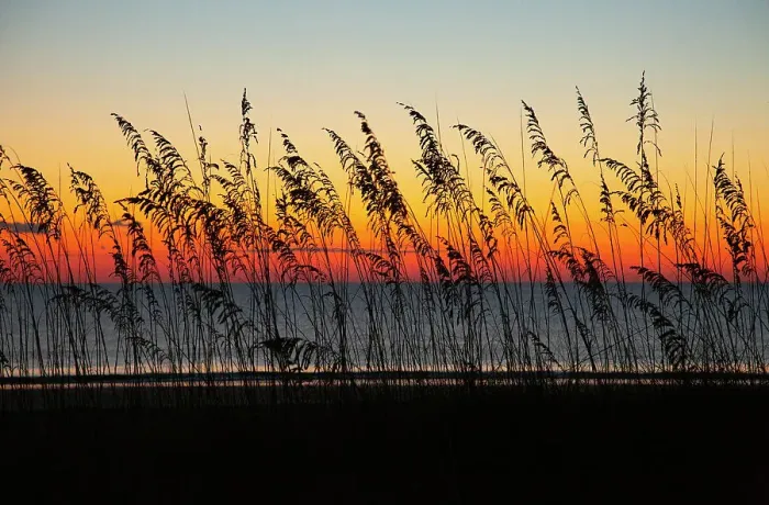 Framed Print : USA, Georgia, Tybee Island. Sunrise with silhouetted beach grass