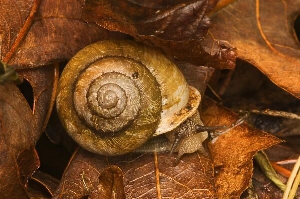 USA; Great Smoky Mountain NP; Snail in the Great Smoky MountainsNP