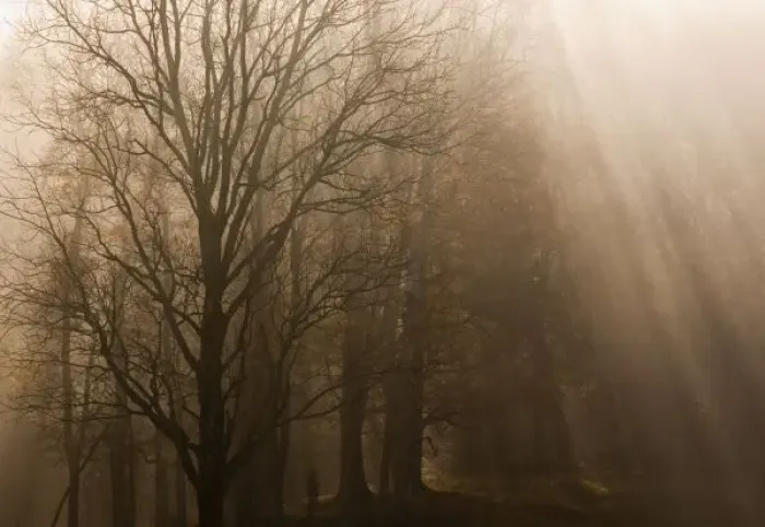 Framed Print : USA Great Smoky Mountain NP Tennessee trees in fog with rays of light Framed Print : USA Great Smoky Mountain NP Tennessee trees in fog with rays of light