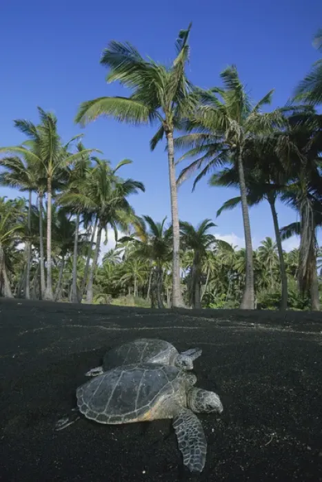 Framed Print : USA, Hawai i, Hawaiian Green Sea Turtle, (Chelonia mydas), endangered, Punalu u