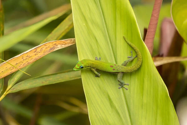 USA, Hawaii, Akaka Falls State Park. Gecko on large leaf