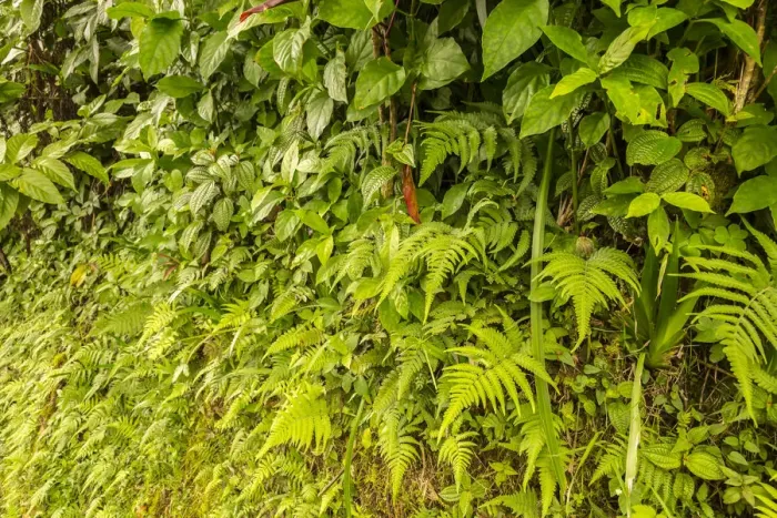 Framed Print : USA, Hawaii, Akaka Falls State Park. Tropical wall of vegetation Framed Print : USA, Hawaii, Akaka Falls State Park. Tropical wall of vegetation