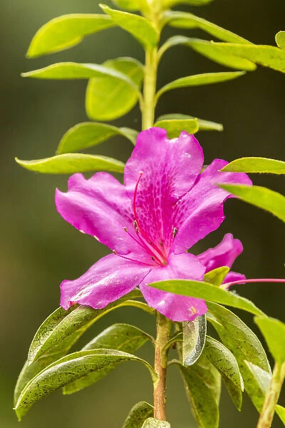 USA, Hawaii, Akaka Falls State Park. Pink flower close-up