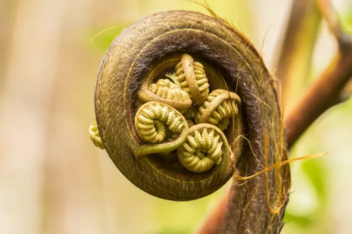 Framed Print : USA, Hawaii, Akaka Falls State Park. Fern unfurling