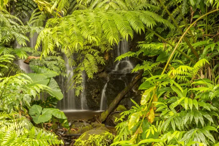 Framed Print : USA, Hawaii, Akaka Falls State Park. Akaka Falls and tropical vegetation. Credit as Framed Print : USA, Hawaii, Akaka Falls State Park. Akaka Falls and tropical vegetation. Credit as