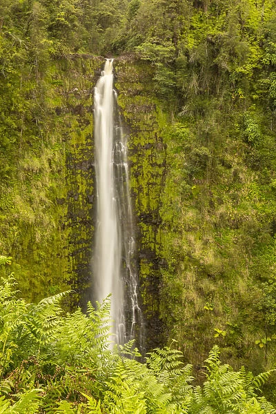 USA, Hawaii, Akaka Falls State Park. Akaka Falls and tropical vegetation on cliff