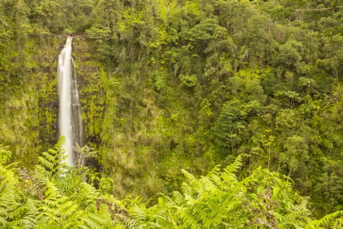 Framed Print : USA, Hawaii, Akaka Falls State Park. Akaka Falls and tropical vegetation on cliff