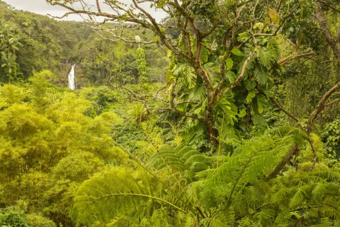 Framed Print : USA, Hawaii, Akaka Falls State Park. Akaka Falls and tropical vegetation. Credit as Framed Print : USA, Hawaii, Akaka Falls State Park. Akaka Falls and tropical vegetation. Credit as