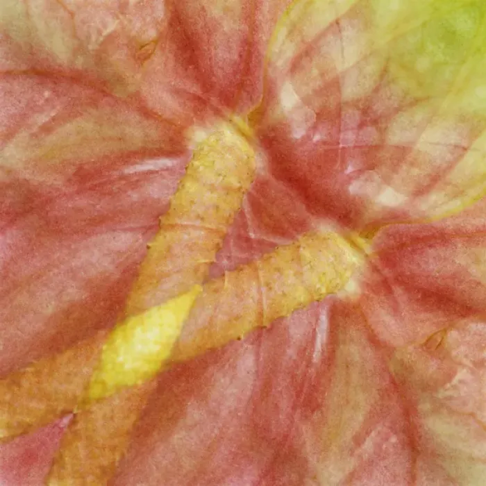 Framed Print : USA, Hawaii. Anthurium flower montage. Credit as: Marie Bush / Jaynes Gallery / DanitaDelimont Framed Print : USA, Hawaii. Anthurium flower montage. Credit as: Marie Bush / Jaynes Gallery / DanitaDelimont