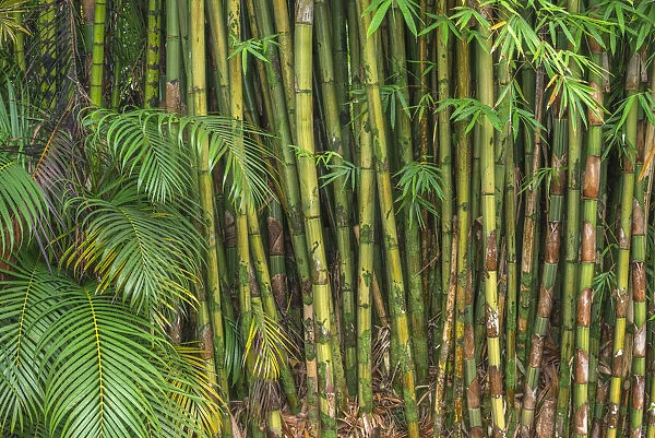USA, Hawaii, Big Island of Hawaii. Bamboo is invasive to the Hawaiian Islands