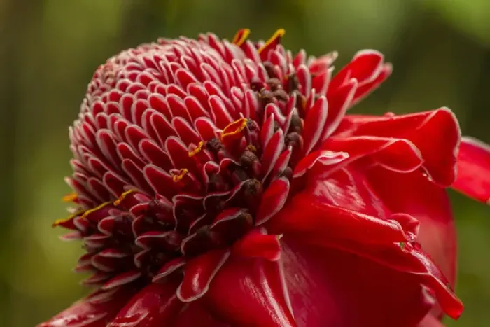 Framed Print : USA, Hawaii, The Big Island, Hawaii Tropical Botanical Garden. Close-up of ginger blossom