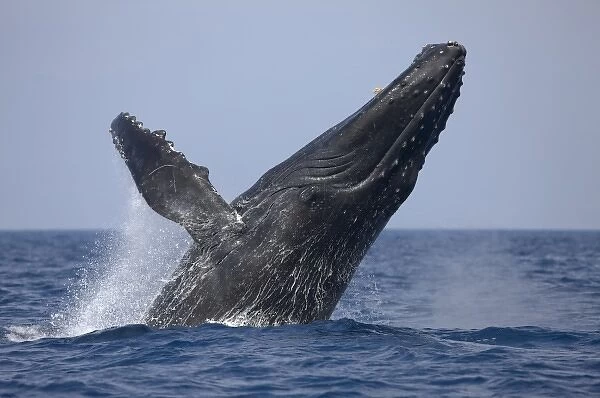 USA, Hawaii, Big Island, Humpback Whale (Megaptera novaengliae) breaching in Pacific