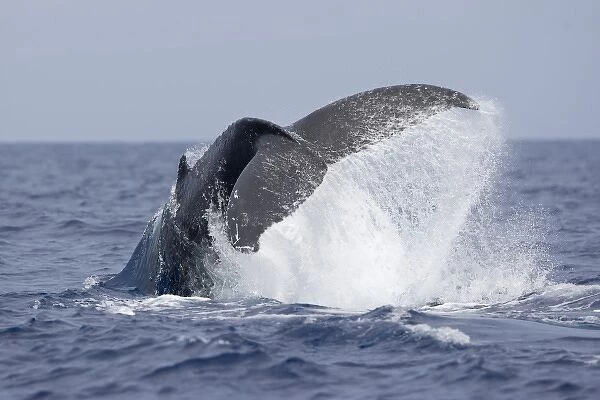 USA, Hawaii, Big Island, Humpback Whale (Megaptera novaengliae) tail slapping in