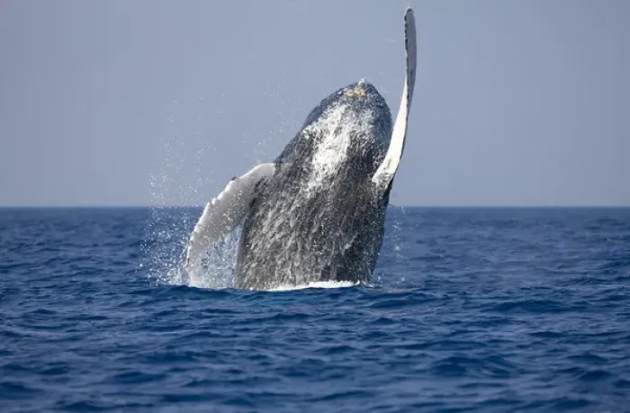 Framed Print : USA, Hawaii, Big Island, Humpback Whale (Megaptera novaengliae) breaching in Pacific