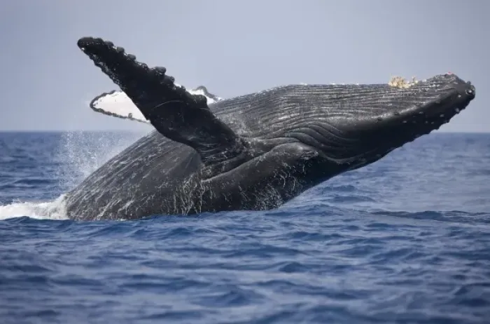 Framed Print : USA, Hawaii, Big Island, Humpback Whale (Megaptera novaengliae) breaching in Pacific