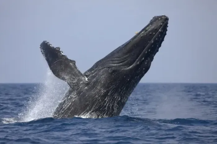 Framed Print : USA, Hawaii, Big Island, Humpback Whale (Megaptera novaengliae) breaching in Pacific Framed Print : USA, Hawaii, Big Island, Humpback Whale (Megaptera novaengliae) breaching in Pacific