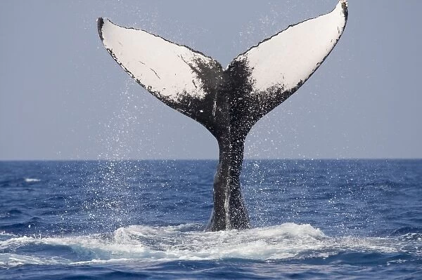 USA, Hawaii, Big Island, Humpback Whales (Megaptera novaengliae) slapping tail in