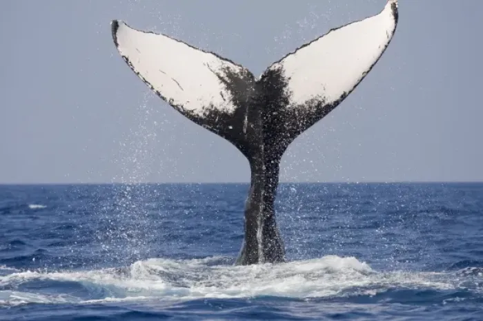 Framed Print : USA, Hawaii, Big Island, Humpback Whales (Megaptera novaengliae) slapping tail in Framed Print : USA, Hawaii, Big Island, Humpback Whales (Megaptera novaengliae) slapping tail in
