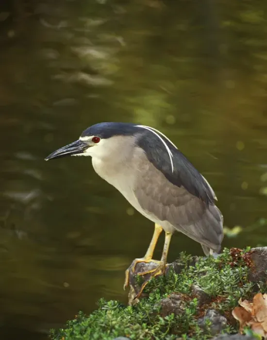 Framed Print : USA, Hawaii, Big Island, North Kona, Night Heron
