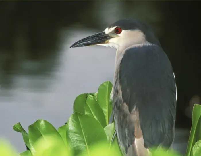 Framed Print : USA, Hawaii, Big Island, North Kona, Night Heron