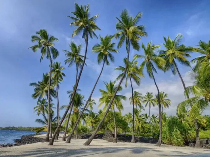 Framed Print : USA, Hawaii, Big Island. Palm trees at the National Historic Park Pu uhonua o Framed Print : USA, Hawaii, Big Island. Palm trees at the National Historic Park Pu uhonua o