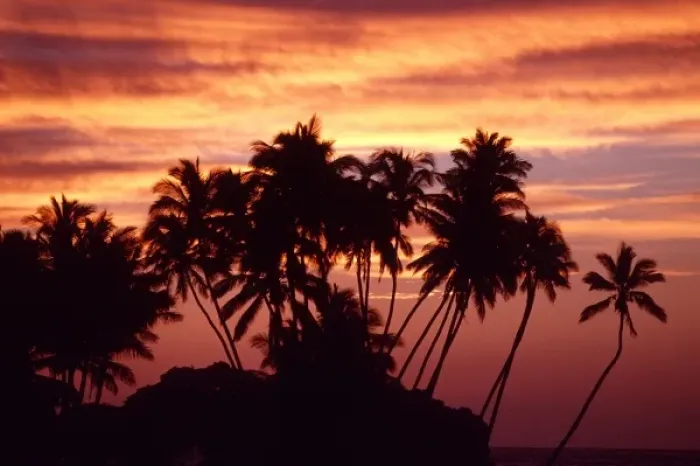 Framed Print : USA, Hawaii, Big Island. Sunset over palm grove
