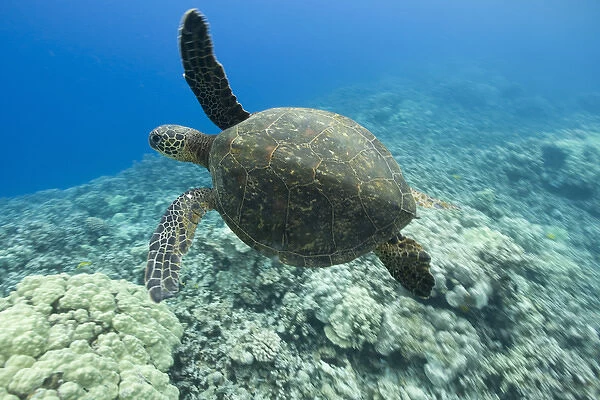 USA, Hawaii, Big Island, Underwater view of Green Sea Turtle (Chelonia mydas) swimming