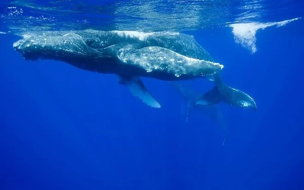 USA, Hawaii, Big Island, Underwater view of Humpback Whale (Megaptera novaengliae)