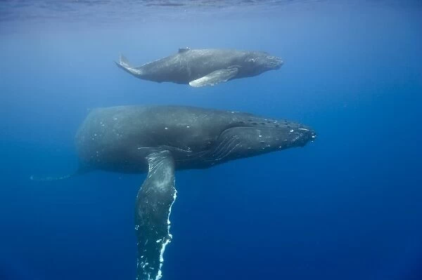 USA, Hawaii, Big Island, Underwater view of Humpback Whale Cow and Calf (Megaptera
