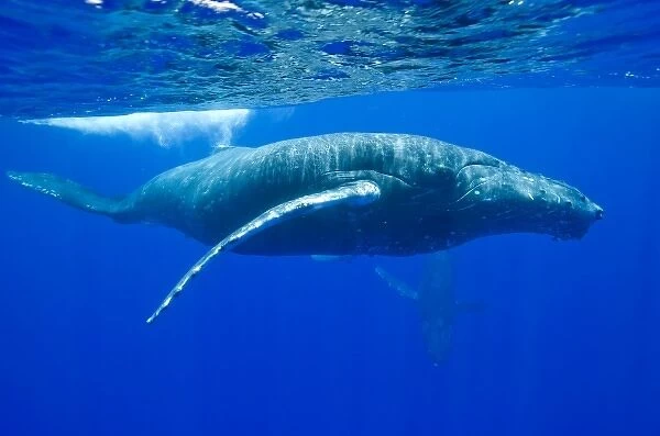 USA, Hawaii, Big Island, Underwater view of Humpback Whales (Megaptera novaengliae)