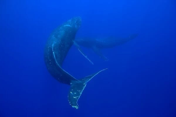 USA, Hawaii, Big Island, Underwater view of Humpback Whales (Megaptera novaengliae)