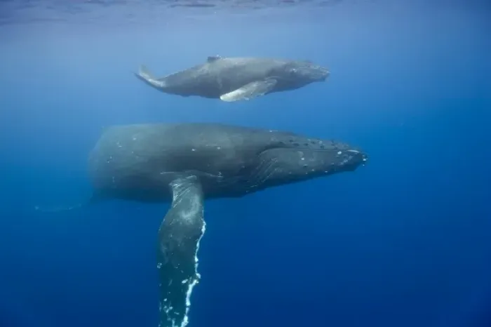Framed Print : USA, Hawaii, Big Island, Underwater view of Humpback Whale Cow and Calf (Megaptera Framed Print : USA, Hawaii, Big Island, Underwater view of Humpback Whale Cow and Calf (Megaptera