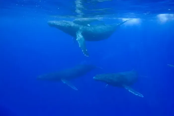 Framed Print : USA, Hawaii, Big Island, Underwater view of Humpback Whale Cow and Calf (Megaptera Framed Print : USA, Hawaii, Big Island, Underwater view of Humpback Whale Cow and Calf (Megaptera