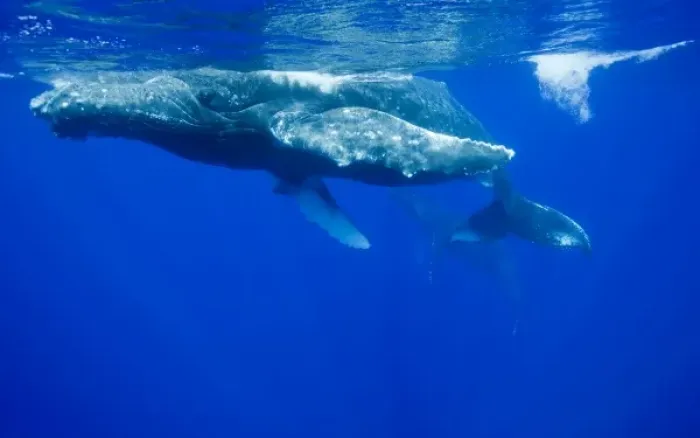 Framed Print : USA, Hawaii, Big Island, Underwater view of Humpback Whale (Megaptera novaengliae)