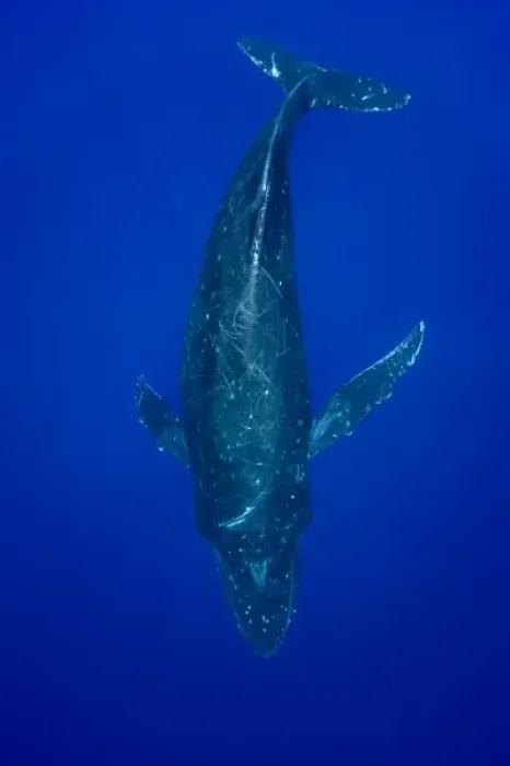 Framed Print : USA, Hawaii, Big Island, Underwater view of Humpback Whale (Megaptera novaengliae) Framed Print : USA, Hawaii, Big Island, Underwater view of Humpback Whale (Megaptera novaengliae)
