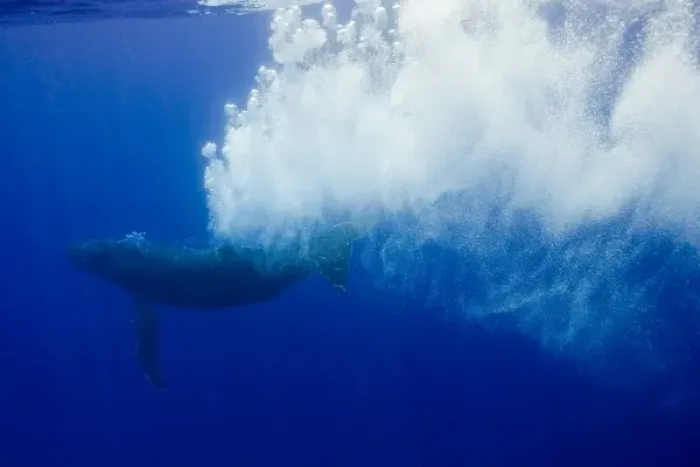 Framed Print : USA, Hawaii, Big Island, Underwater view of Humpback Whale (Megaptera novaengliae) Framed Print : USA, Hawaii, Big Island, Underwater view of Humpback Whale (Megaptera novaengliae)