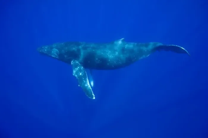 Framed Print : USA, Hawaii, Big Island, Underwater view of Humpback Whale (Megaptera novaengliae) Framed Print : USA, Hawaii, Big Island, Underwater view of Humpback Whale (Megaptera novaengliae)