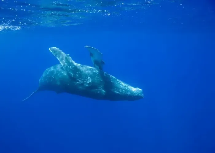 Framed Print : USA, Hawaii, Big Island, Underwater view of Humpback Whale (Megaptera novaengliae) Framed Print : USA, Hawaii, Big Island, Underwater view of Humpback Whale (Megaptera novaengliae)