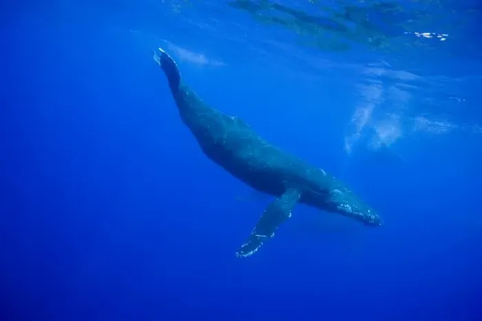 Framed Print : USA, Hawaii, Big Island, Underwater view of Humpback Whale (Megaptera novaengliae) Framed Print : USA, Hawaii, Big Island, Underwater view of Humpback Whale (Megaptera novaengliae)