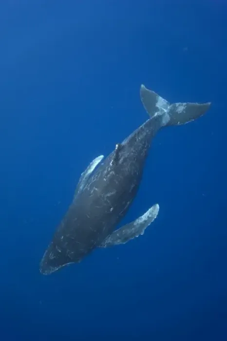 Framed Print : USA, Hawaii, Big Island, Underwater view of Humpback Whale (Megaptera novaengliae) Framed Print : USA, Hawaii, Big Island, Underwater view of Humpback Whale (Megaptera novaengliae)
