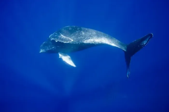Framed Print : USA, Hawaii, Big Island, Underwater view of Humpback Whale (Megaptera novaengliae)